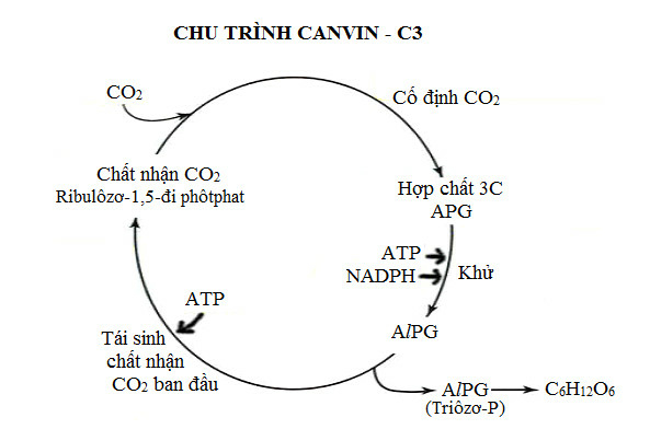 Bài 9: Quang hợp ở các nhóm thực vật C3 C4 và CAM | Giải Sinh học 11 (ảnh 6)