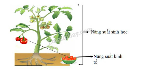 Bài 11: Quang hợp và năng suất cây trồng | Giải Sinh học 11 (ảnh 1)