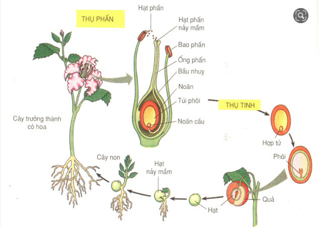 Bài 36. Phát triển ở thực vật có hoa (ảnh 2)