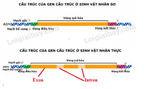 Sinh học 12 Bài 1: Gen, mã di truyền và quá trình nhân đôi ADN | Giải Sinh lớp 12 (ảnh 2)