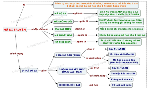 Sinh học 12 Bài 1: Gen, mã di truyền và quá trình nhân đôi ADN | Giải Sinh lớp 12 (ảnh 3)