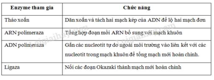 Sinh học 12 Bài 1: Gen, mã di truyền và quá trình nhân đôi ADN | Giải Sinh lớp 12 (ảnh 4)