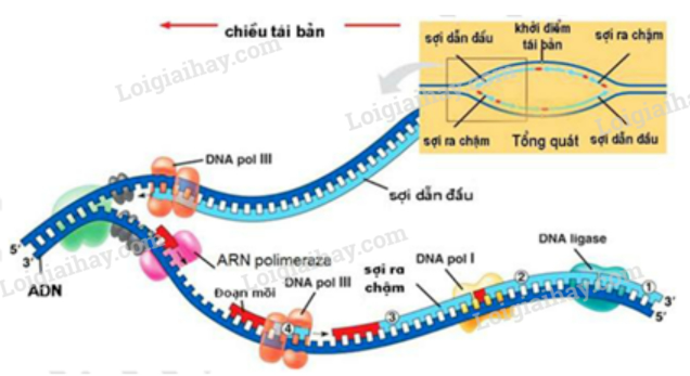 Sinh học 12 Bài 1: Gen, mã di truyền và quá trình nhân đôi ADN | Giải Sinh lớp 12 (ảnh 5)