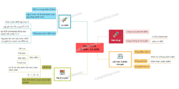 Sinh học 12 Bài 1: Gen, mã di truyền và quá trình nhân đôi ADN | Giải Sinh lớp 12 (ảnh 6)