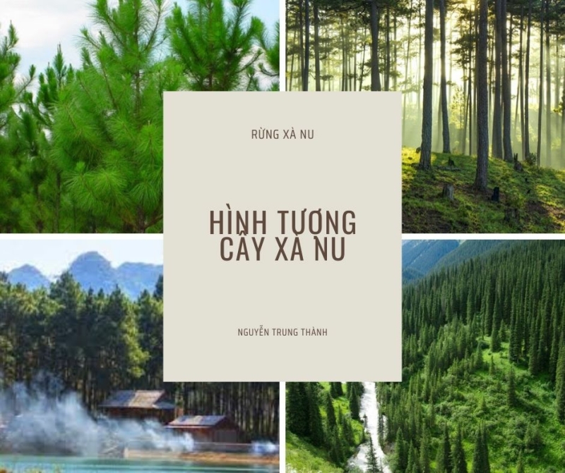 Top 50 Bài Phân tích hình tượng cây xà nu trong truyện ngắn Rừng xà nu của Nguyễn Trung Thành (ảnh 3)