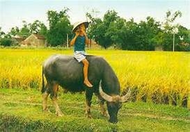 Top 50 bài Thuyết minh về cây lúa Việt Nam (ảnh 3)
