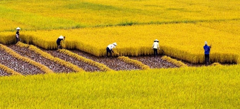Top 50 bài Thuyết minh về cây lúa Việt Nam (ảnh 1)