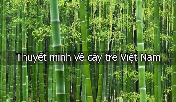 Top 50 bài Thuyết minh về cây tre Việt Nam (ảnh 1)