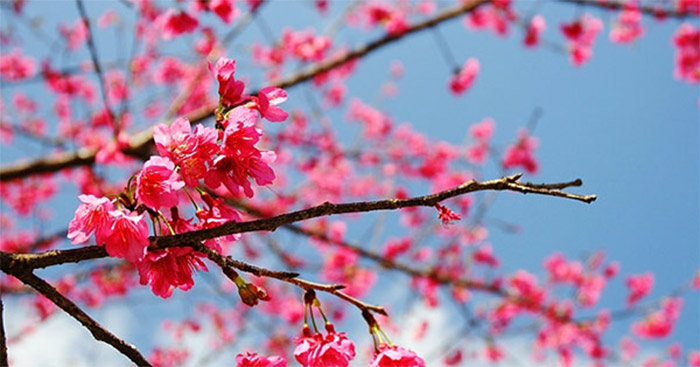 Top 50 bài Phân tích bài thơ Mùa xuân nho nhỏ của Thanh Hải (ảnh 2)