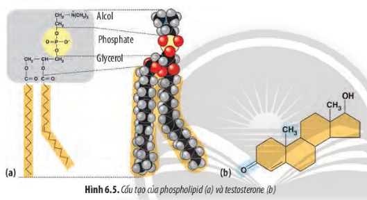 Lipid là gì thành phần cấu tạo và vai trò của lipid đối với cơ thể