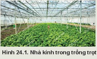 Câu hỏi trang 119 Công nghệ 10 Kết nối tri thức (ảnh 1)