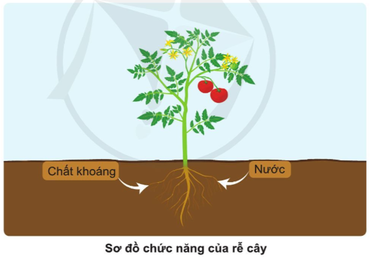 Tự nhiên và Xã hội lớp 3 trang 63 Quan sát - Cánh Diều (ảnh 1)