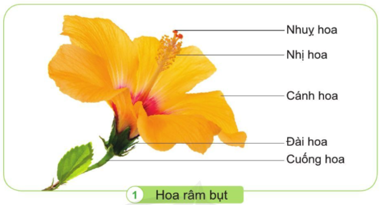 Tự nhiên và Xã hội lớp 3 trang 69 Quan sát - Cánh Diều (ảnh 1)