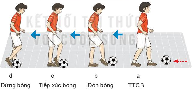 Em hãy nêu sự khác biệt giữa kĩ thuật dừng bóng lăn bằng mu giữa bàn chân (ảnh 1)