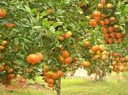 Top 50 mẫu Tả cây cam (hay nhất) (ảnh 1)