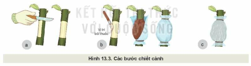 Công nghệ 10 Bài 13: Nhân giống cây trồng | Kết nối tri thức (ảnh 2)