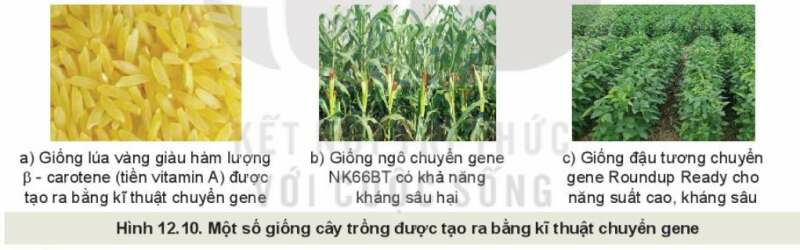 Công nghệ 10 Bài 12: Một số phương pháp chọn, tạo giống cây trồng | Kết nối tri thức (ảnh 1)