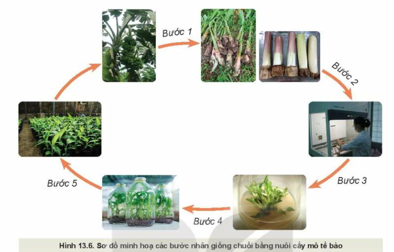 Công nghệ 10 Bài 13: Nhân giống cây trồng | Kết nối tri thức (ảnh 1)