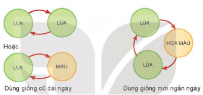 Kết nối năng lực trang 59 Công nghệ 10 Kết nối tri thức (ảnh 3)