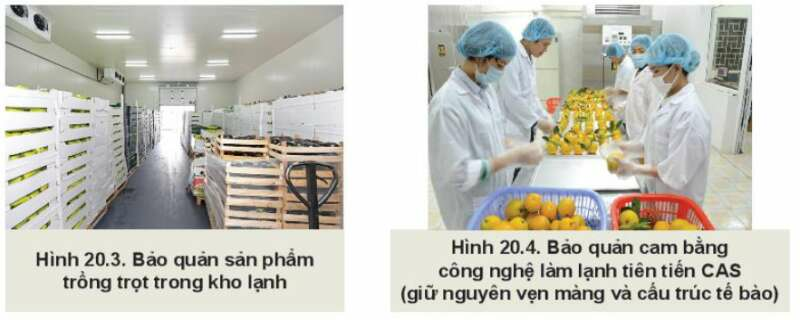 Công nghệ 10 Bài 20: Công nghệ cao trong thu hoạch và bảo quản sản phẩm trồng trọt| Kết nối tri thức (ảnh 4)