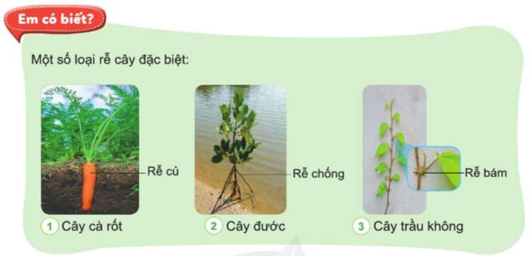 Tự nhiên và Xã hội lớp 3 trang 62 Câu hỏi - Cánh Diều (ảnh 1)