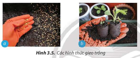 Câu hỏi trang 17 Công nghệ 7 Chân trời sáng tạo (ảnh 1)