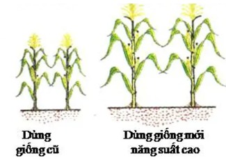 Kết nối năng lực trang 59 Công nghệ 10 Kết nối tri thức (ảnh 1)