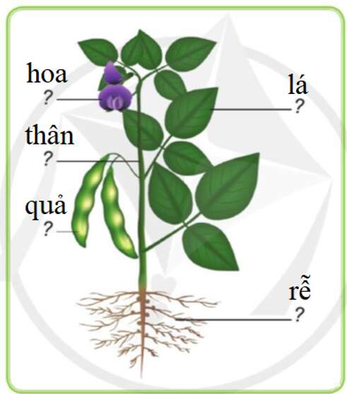 Tự nhiên và Xã hội lớp 3 trang 61 Quan sát - Cánh Diều (ảnh 2)