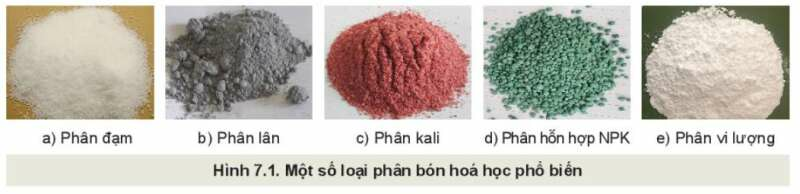 Công nghệ 10 Bài 7: Giới thiệu về phân bón | Kết nối tri thức (ảnh 1)