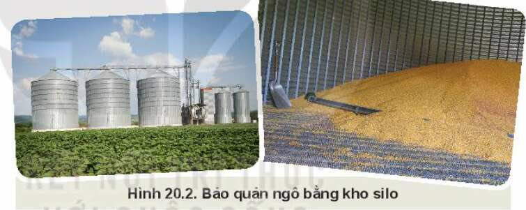 Công nghệ 10 Bài 20: Công nghệ cao trong thu hoạch và bảo quản sản phẩm trồng trọt| Kết nối tri thức (ảnh 5)
