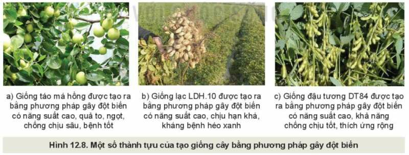 Công nghệ 10 Bài 12: Một số phương pháp chọn, tạo giống cây trồng | Kết nối tri thức (ảnh 2)