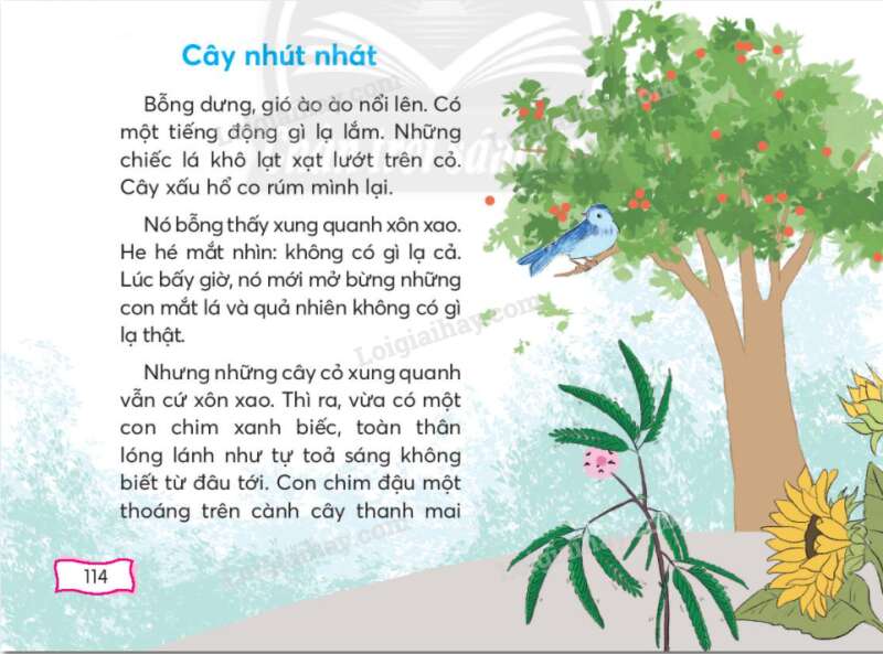 Cây nhút nhát trang 114, 115 Tiếng Việt lớp 2 - Chân trời sáng tạo (ảnh 1)