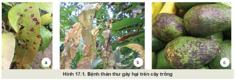 Công nghệ 10 Bài 17: Một số bệnh hại cây trồng thường gặp và cách phòng trừ | Kết nối tri thức (ảnh 1)