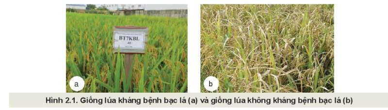 Công nghệ 10 Bài 2: Cây trồng và các yếu tố chính trong trồng trọt | Kết nối tri thức (ảnh 1)