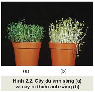 Công nghệ 10 Bài 2: Cây trồng và các yếu tố chính trong trồng trọt | Kết nối tri thức (ảnh 2)