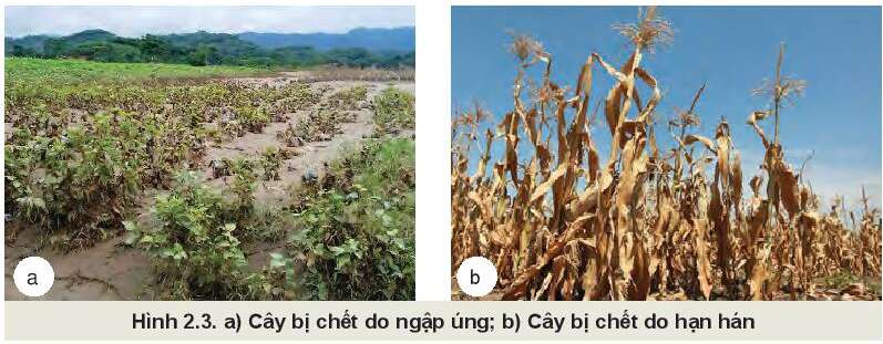 Công nghệ 10 Bài 2: Cây trồng và các yếu tố chính trong trồng trọt | Kết nối tri thức (ảnh 3)