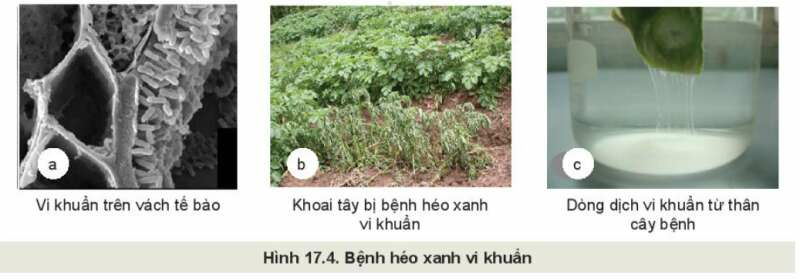 Công nghệ 10 Bài 17: Một số bệnh hại cây trồng thường gặp và cách phòng trừ | Kết nối tri thức (ảnh 4)