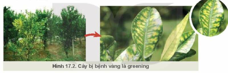 Công nghệ 10 Bài 17: Một số bệnh hại cây trồng thường gặp và cách phòng trừ | Kết nối tri thức (ảnh 2)