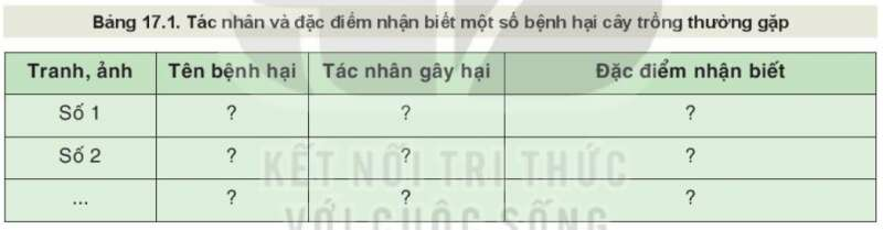 Công nghệ 10 Bài 17: Một số bệnh hại cây trồng thường gặp và cách phòng trừ | Kết nối tri thức (ảnh 5)