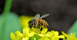 TOP 10 mẫu Tóm tắt Hành trình của bầy ong hay, ngắn gọn (Kết nối tri thức 2023) (ảnh 2)