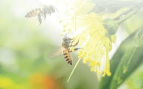 TOP 10 mẫu Tóm tắt Hành trình của bầy ong hay, ngắn gọn (Kết nối tri thức 2023) (ảnh 3)