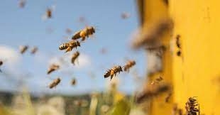 Tóm tắt Thương nhớ bầy ong hay, ngắn gọn (Chân trời sáng tạo ) (ảnh 1)