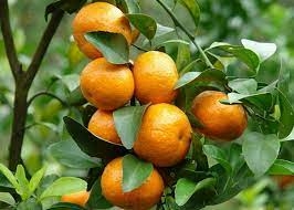 Top 50 mẫu Tả cây cam (hay nhất) (ảnh 2)