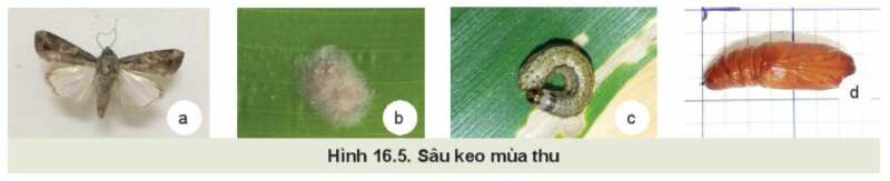 Công nghệ 10 Bài 16: Một số sâu hại cây trồng thường gặp và biện pháp phòng trừ | Kết nối tri thức (ảnh 4)