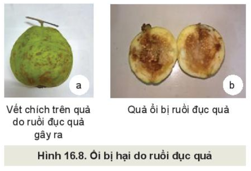 Công nghệ 10 Bài 16: Một số sâu hại cây trồng thường gặp và biện pháp phòng trừ | Kết nối tri thức (ảnh 2)