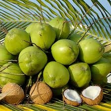 Tả cây dừa (hay nhất) (ảnh 3)