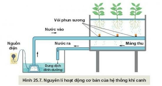 Câu hỏi trang 129 Công nghệ 10 Kết nối tri thức (ảnh 1)