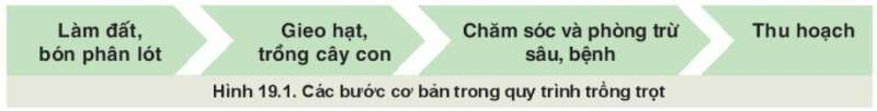 Công nghệ 10 Bài 19: Quy trình trồng trọt và cơ giới hoá trong trồng trọt | Kết nối tri thức (ảnh 1)