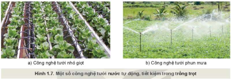 Công nghệ 10 Bài 1: Giới thiệu về trồng trọt | Kết nối tri thức (ảnh 5)