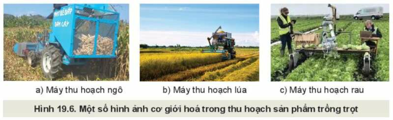 Công nghệ 10 Bài 19: Quy trình trồng trọt và cơ giới hoá trong trồng trọt | Kết nối tri thức (ảnh 6)